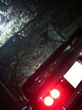 桜咲く