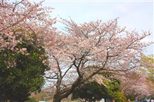 サクラ