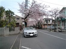 桜のトンネル