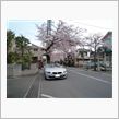桜のトンネル