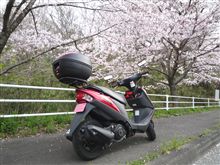 桜を見に…