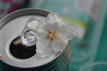 デジイチ持ってお花見へ♪