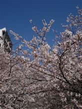 桜調査隊♪