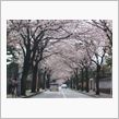 桜咲く