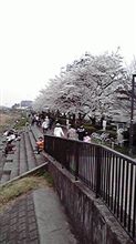 お花見