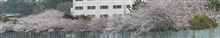 自衛隊の桜