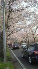 桜並木歩いて行ってます(^-^;)