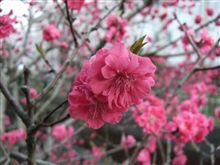 プチ花見
