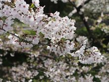 盛りの桜で試し撮り