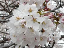 春だ！！桜だ！！皆でワイワイの巻き