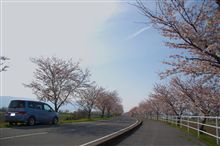 桜2