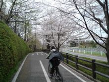 サイクリングで、お花見。