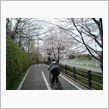 サイクリングで、お花見。