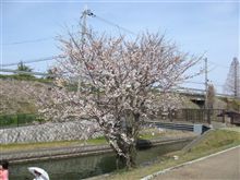 お花見に・・・♪