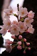 今シーズンラスト（？）のお花見