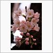 今シーズンラスト（？）のお花見