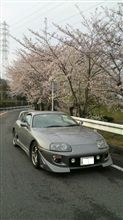 大高緑地公園桜