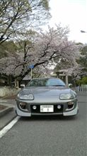 玉泉寺桜