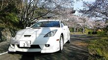 桜の下で撮影