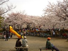 やっぱり花見はいいなあ