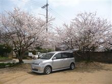 花見の場所を求めて…