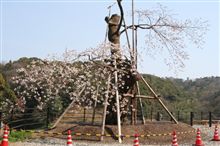海老谷桜
