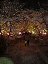 夜桜