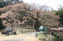 大平桜