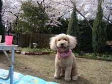 マロンさんと花見