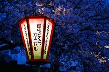 桜　~~~ヾ(＾∇＾)