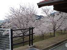 春を探してフラフラと(*ﾟДﾟ)ﾉ