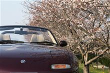 姫路の桜は５分咲き