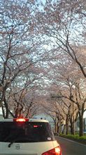 朝の桜並木ですｗ