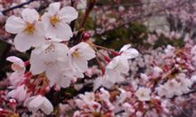 桜のシーズン