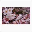 桜のシーズン