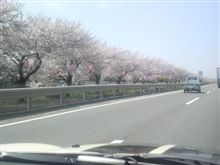 桜は満開ですね♪