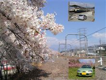 勝沼ぶどう卿駅周辺の桜並木