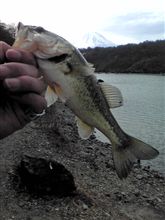 ネイティブを求め・・・精進湖 ネイティブを求め・・・精進湖