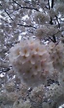 4月6日 サクラサク 