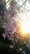 ～桜～