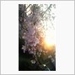 ～桜～
