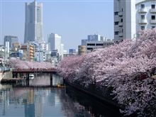青空に映えるサクラ並木