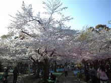 鶴舞公園の桜②