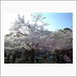 鶴舞公園の桜②