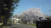 お花見