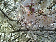 春だす