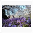 東京は春ですねえ♪