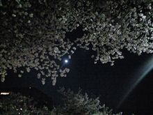 花と月