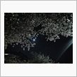 花と月