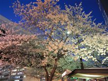 桜が満開です